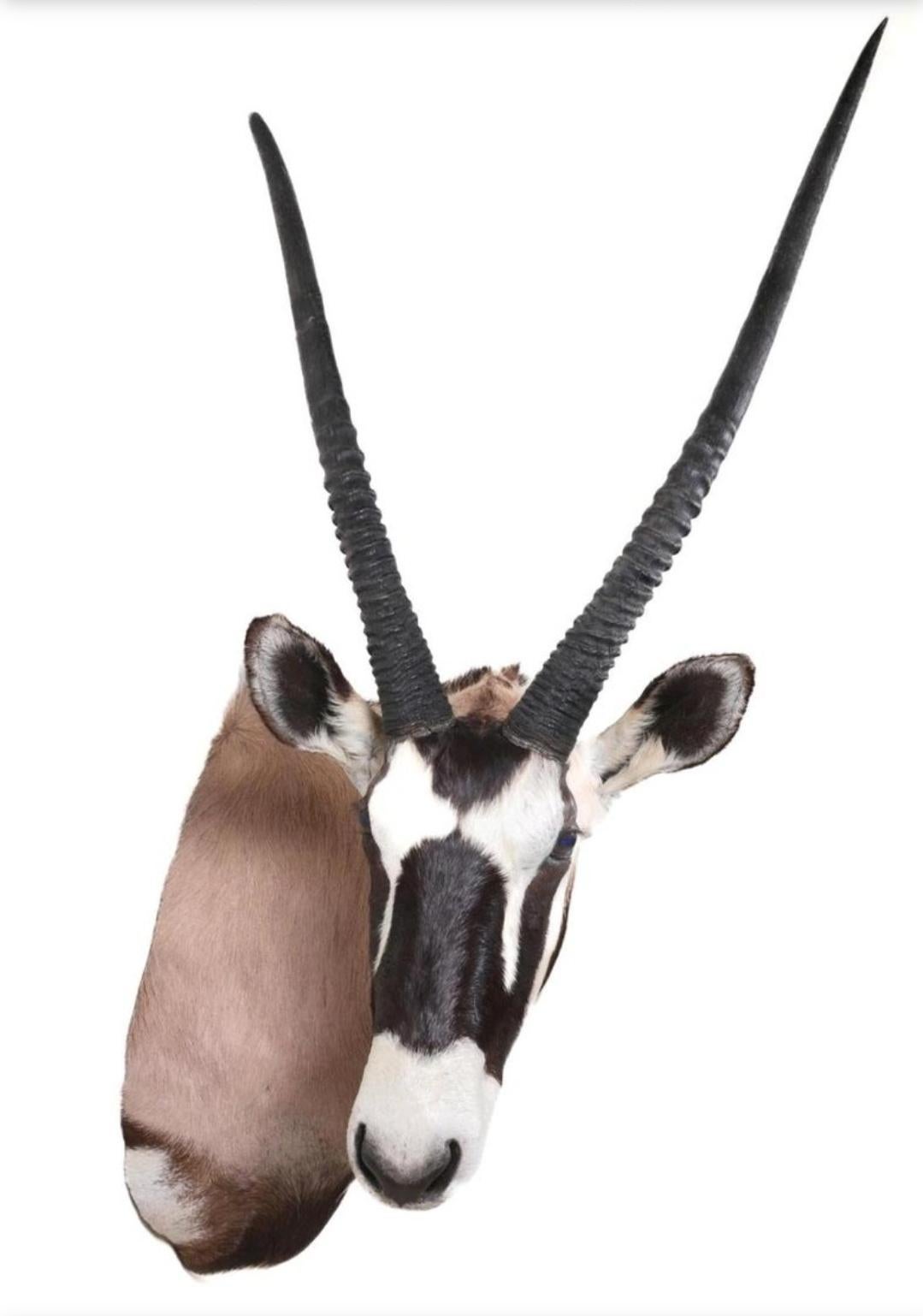 This is a great African Gemsbok taxidermy shoulder mount. It is posed with the head in a semi-upright position looking to the animal's right side. This a elegant example of a mount of this creature.
The gemsbok is a heavy-built antelope species that
