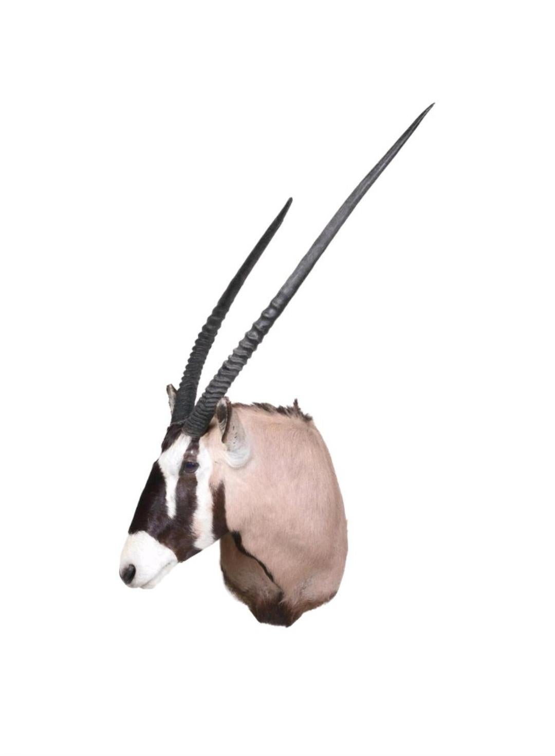 gemsbok mounts