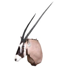 Gemsbok Taxidermy Shoulder Mount, Namibia, Africa