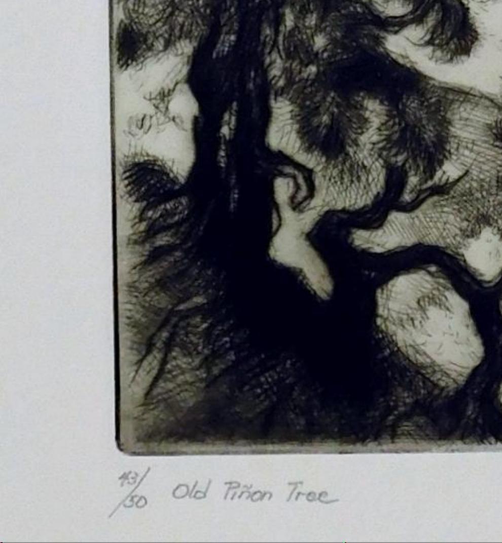 Original-Radierung von Gene Kloss, 1981 – „Old Pinon Tree“ (Ende des 20. Jahrhunderts) im Angebot