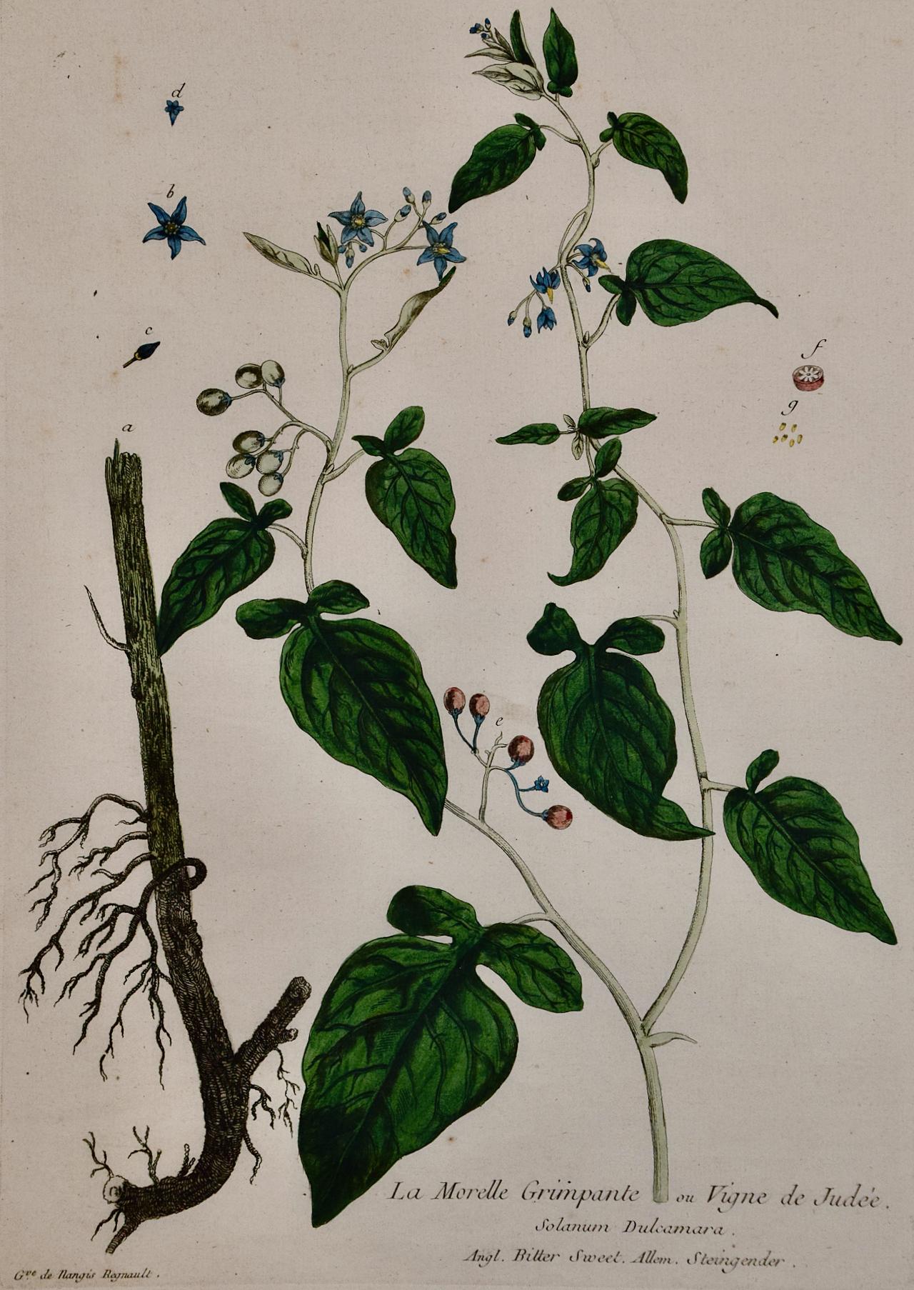 Bittersweet Nightshade: An 18th C. Hand-colored Botanical Engraving by Regnault  - Print by Genevive de Nangis-Regnault
