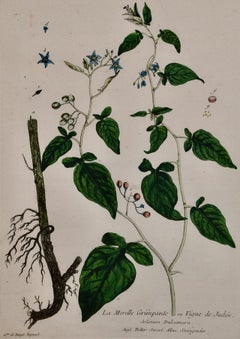 Bittersweet Nightshade: An 18th C. Hand-colored Botanical Engraving by Regnault