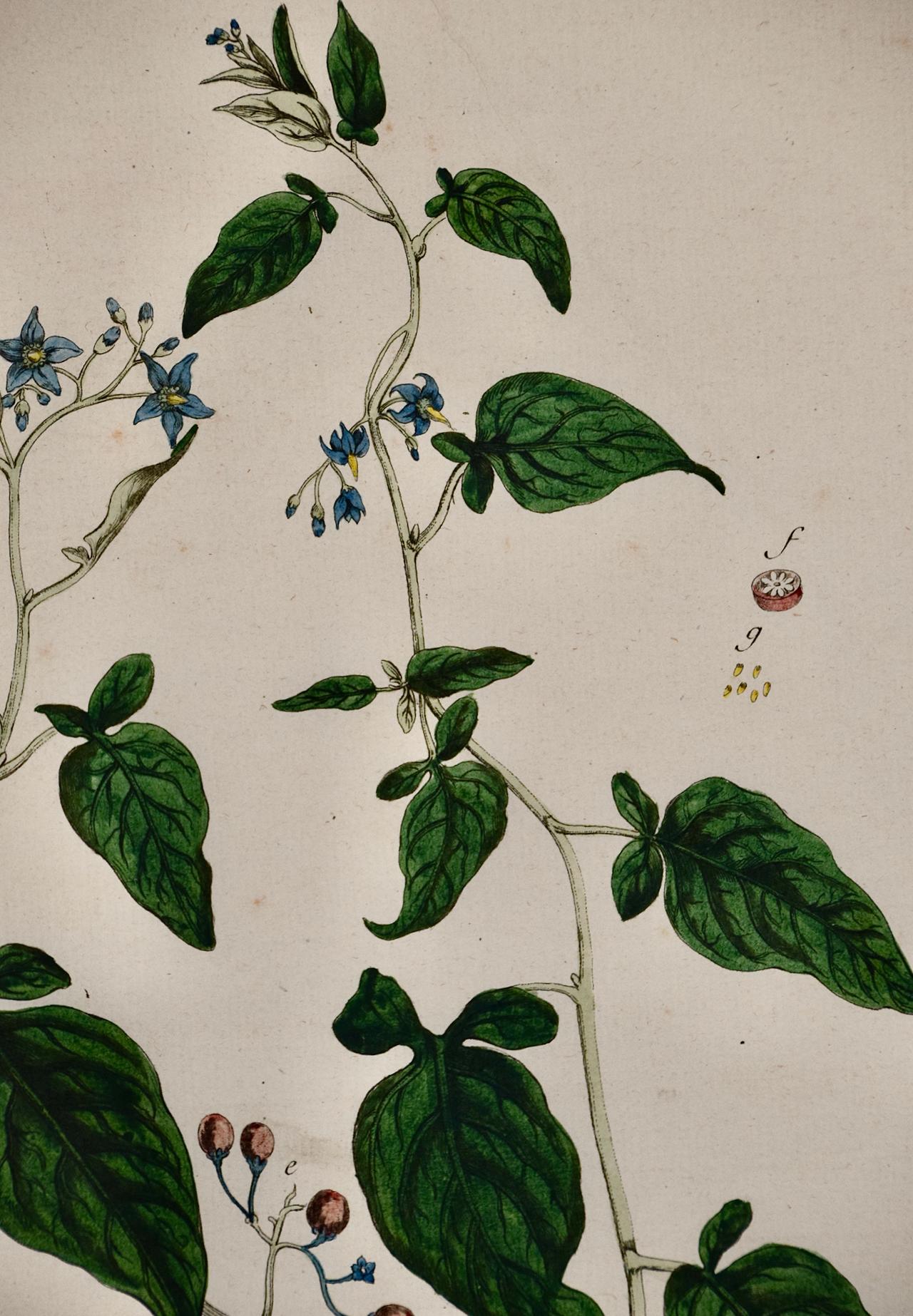 18th century botanical illustrations