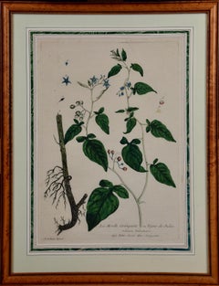 18th Century Hand Colored Botanical Regnault Engraving "La Morelle Grimpante" 