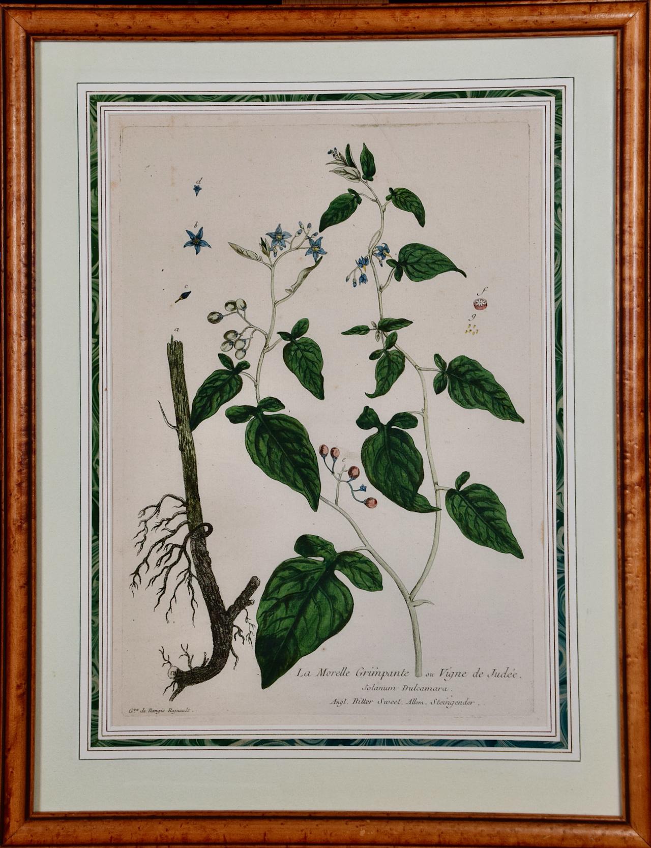 Genevive de Nangis-Regnault Still-Life Print - Bittersweet Nightshade: An 18th C. Hand-colored Botanical Engraving by Regnault 