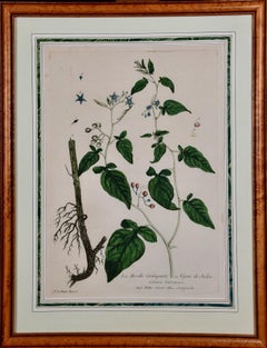 Bittersweet Nightshade: An 18th C. Hand-colored Botanical Engraving by Regnault 