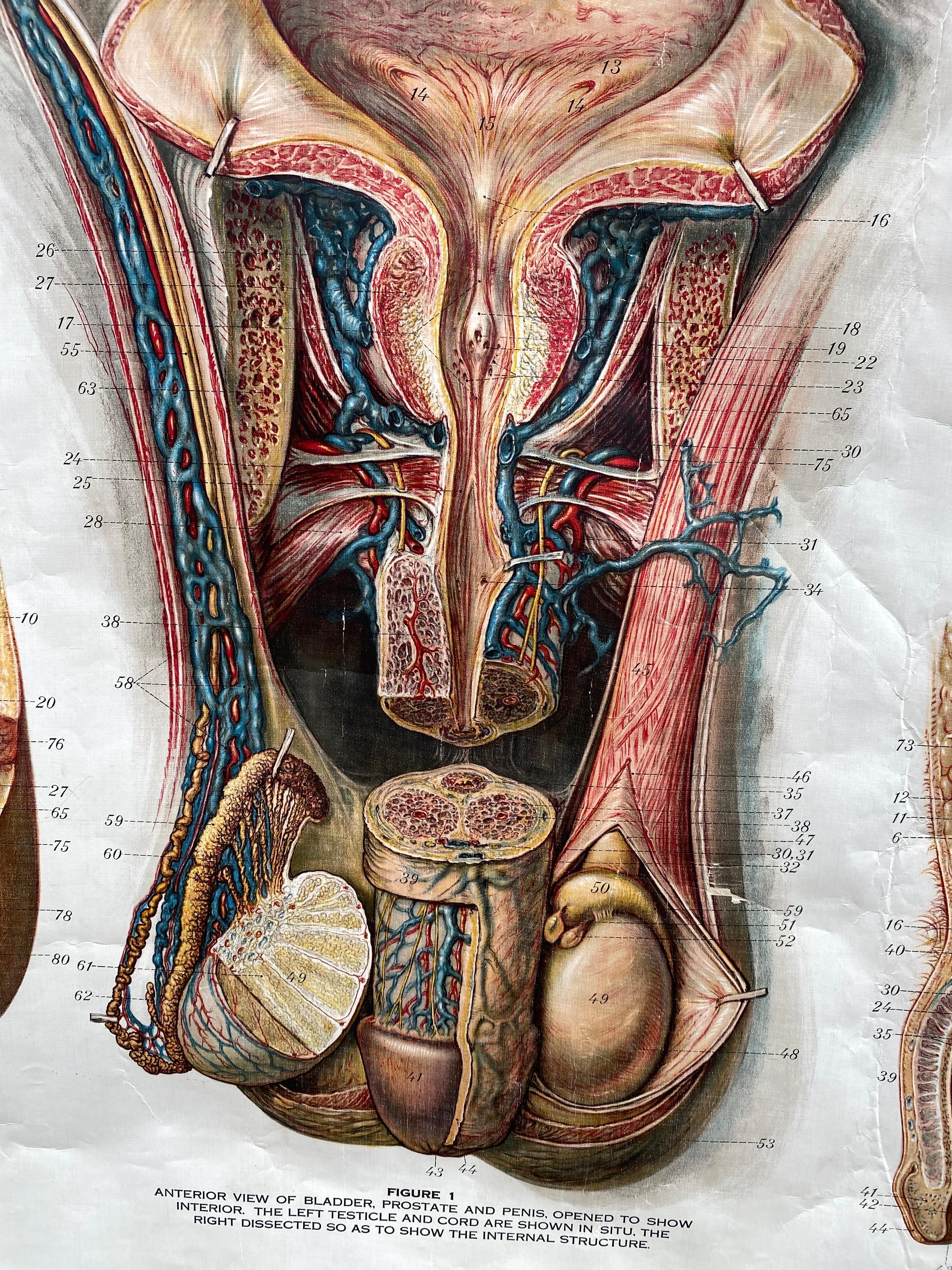 Genito-Urinary Anatomical Chart Fritz Frohse For Sale 4