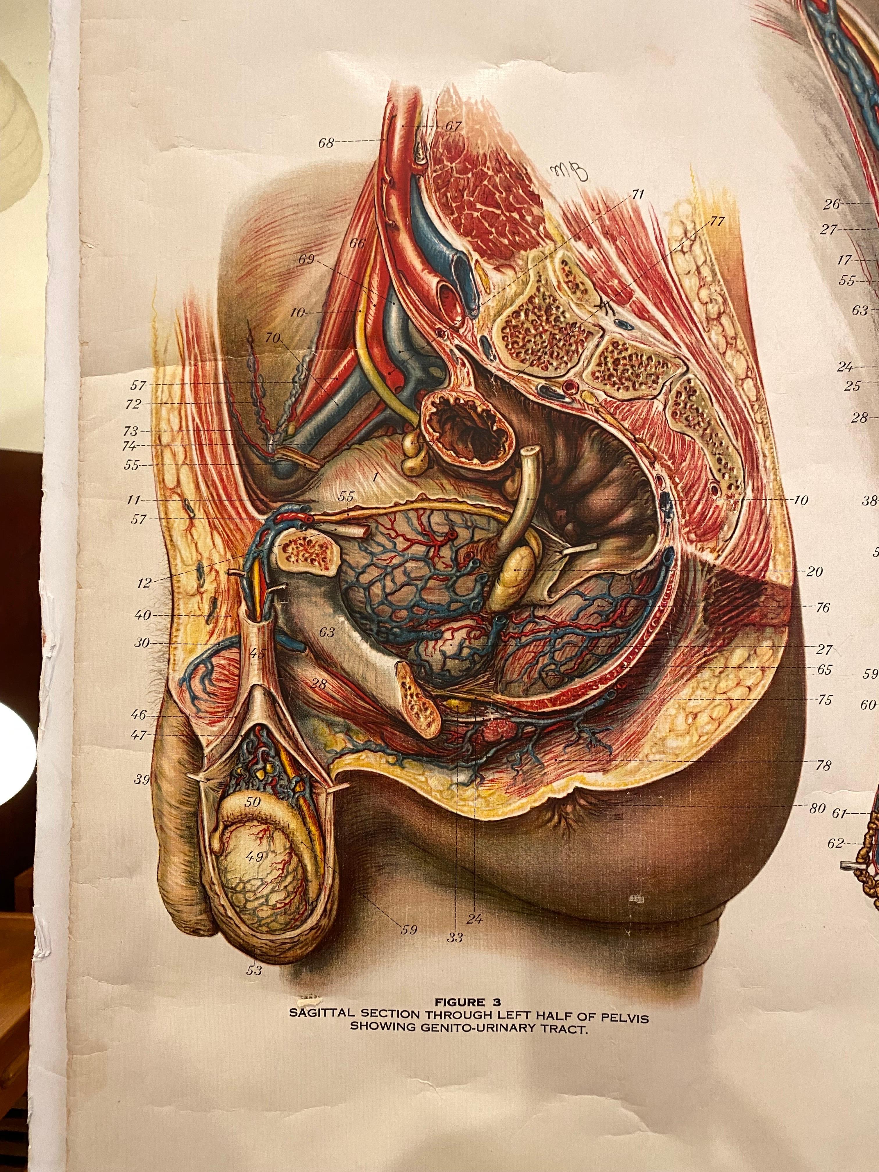 Genito-Urinary Anatomical Chart Fritz Frohse For Sale 5