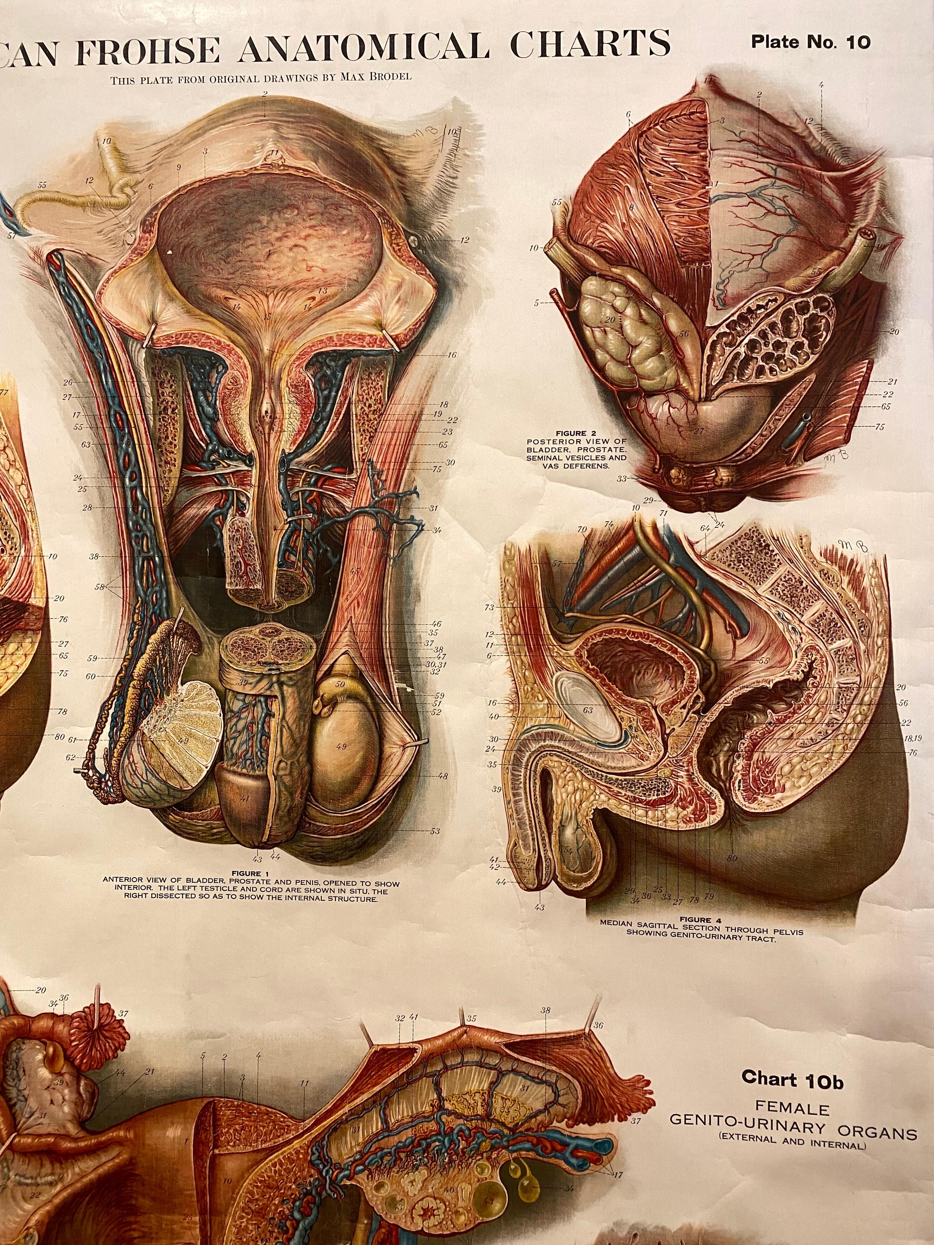 Genito-Urinary Anatomical Chart Fritz Frohse For Sale 6