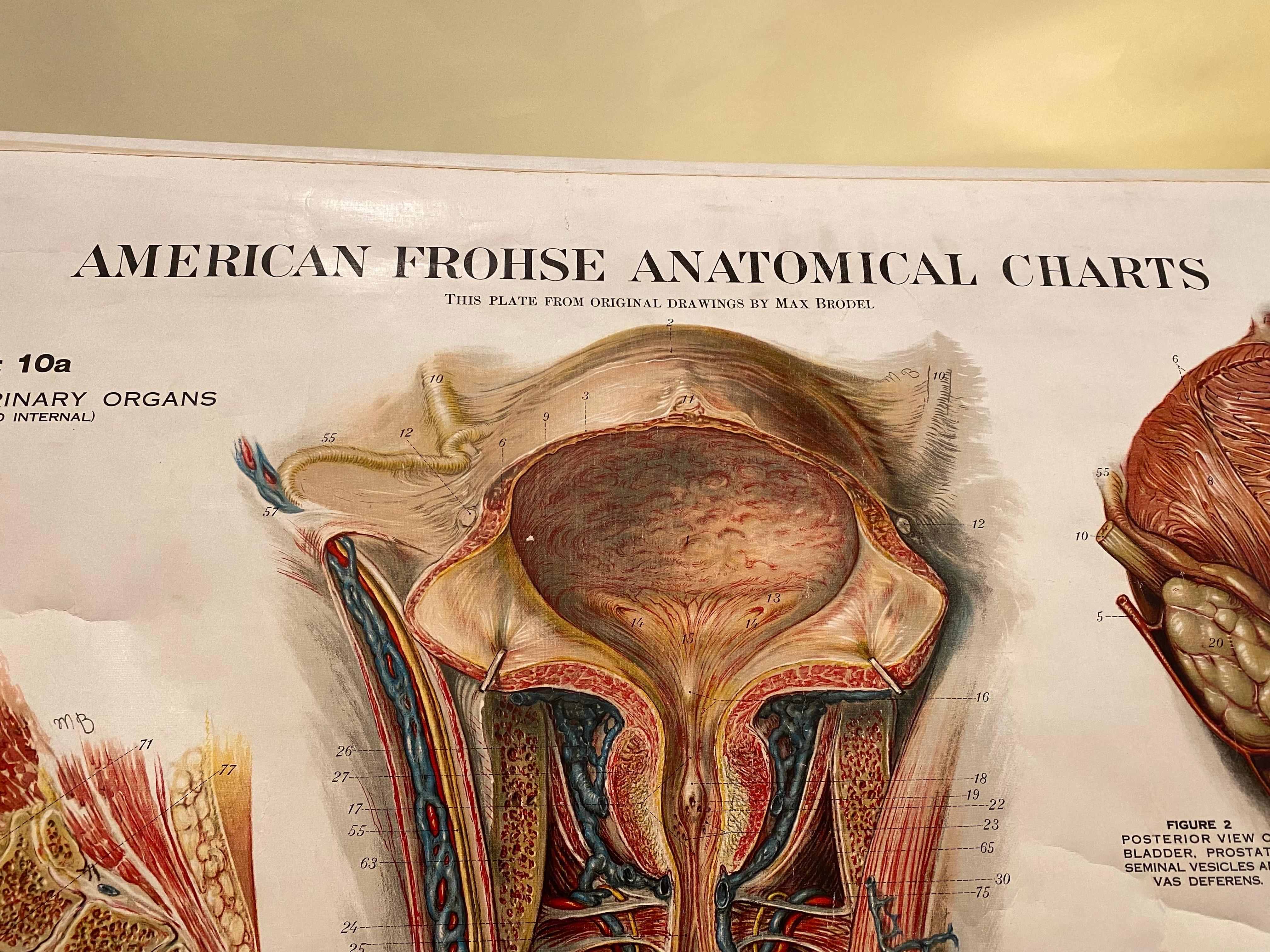 Tableau anatomique Genito-Urinary de Fritz Frohse  en vente 9
