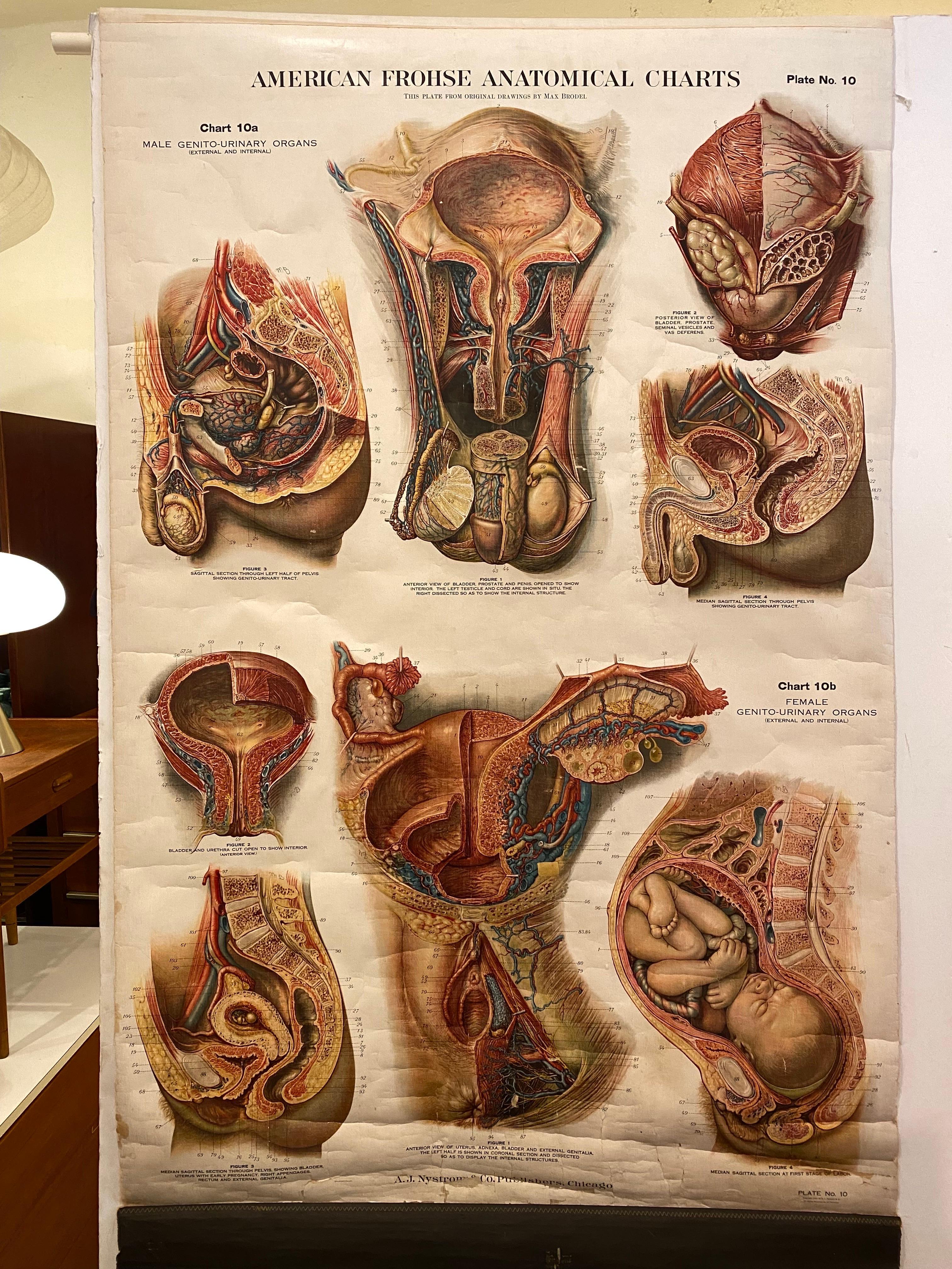 Tableau anatomique génito-urinaire de Fritz Frohse.  Daté de 1922.  Papier monté sur toile.  Montre des signes d'usure mais se présente toujours très bien !