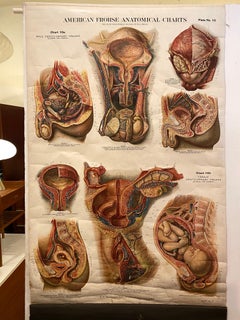 Genito-Urinary Anatomical Chart Fritz Frohse