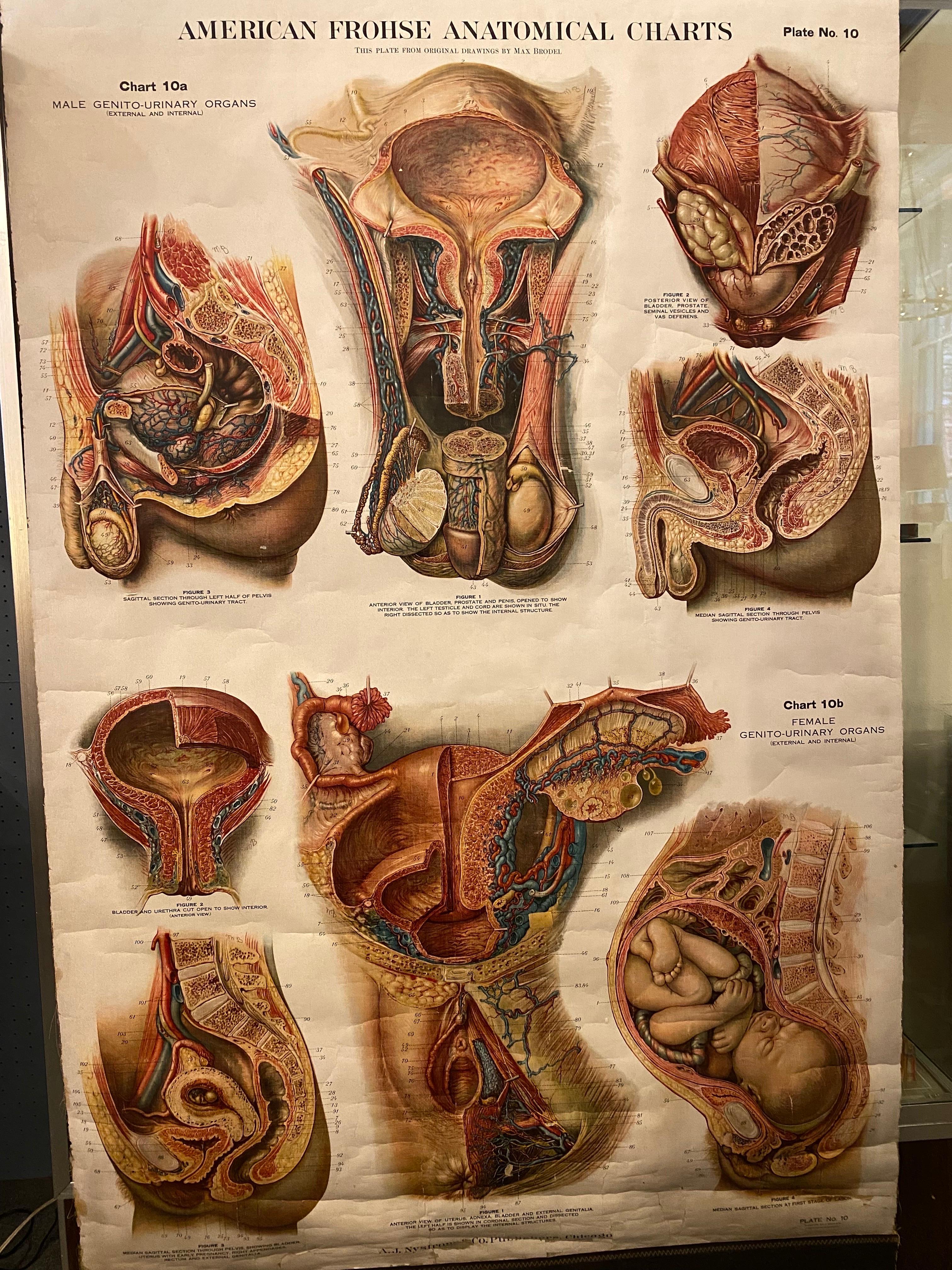 American Classical Genito-Urinary Anatomical Chart Fritz Frohse For Sale