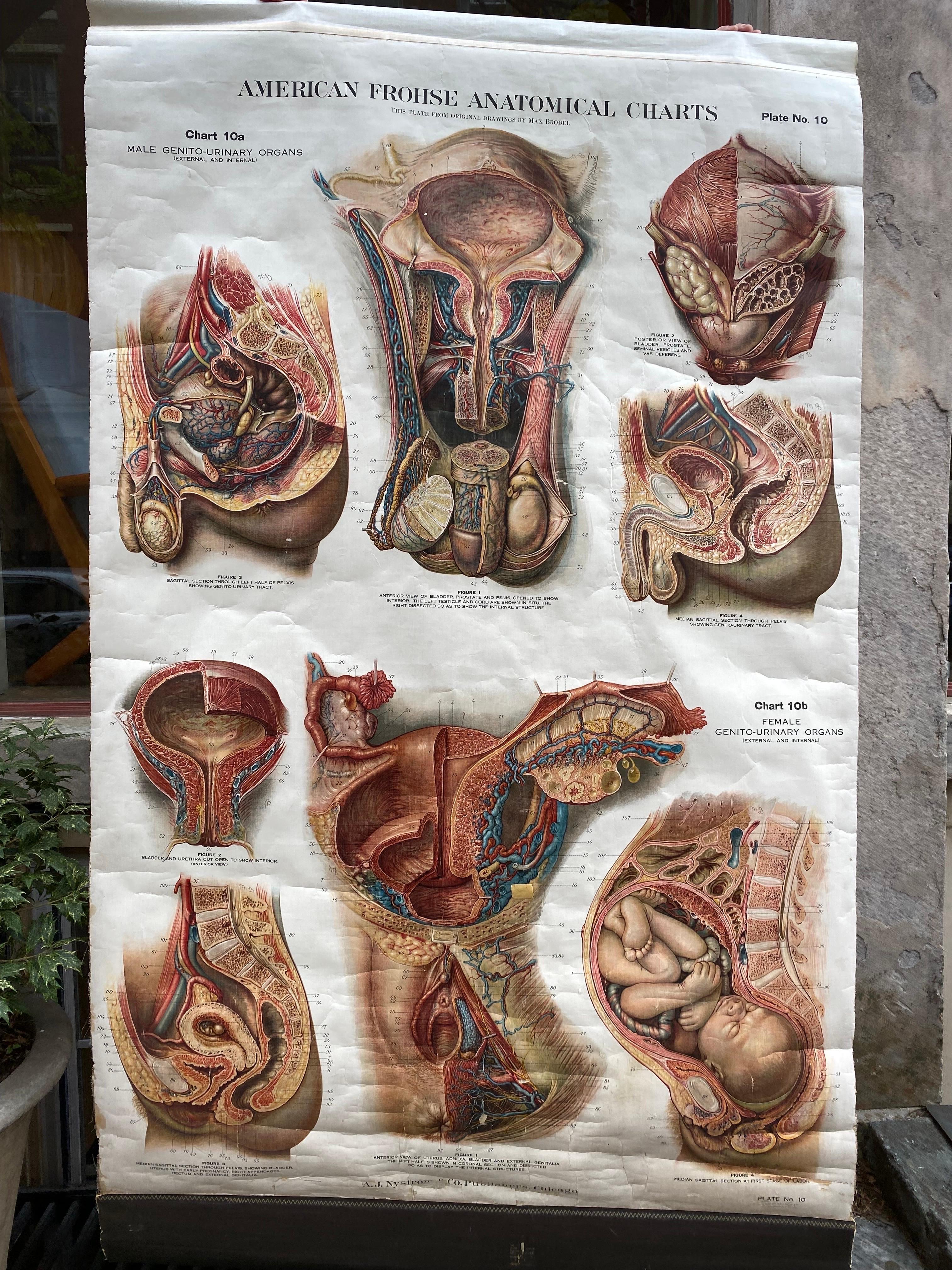 German Genito-Urinary Anatomical Chart Fritz Frohse For Sale
