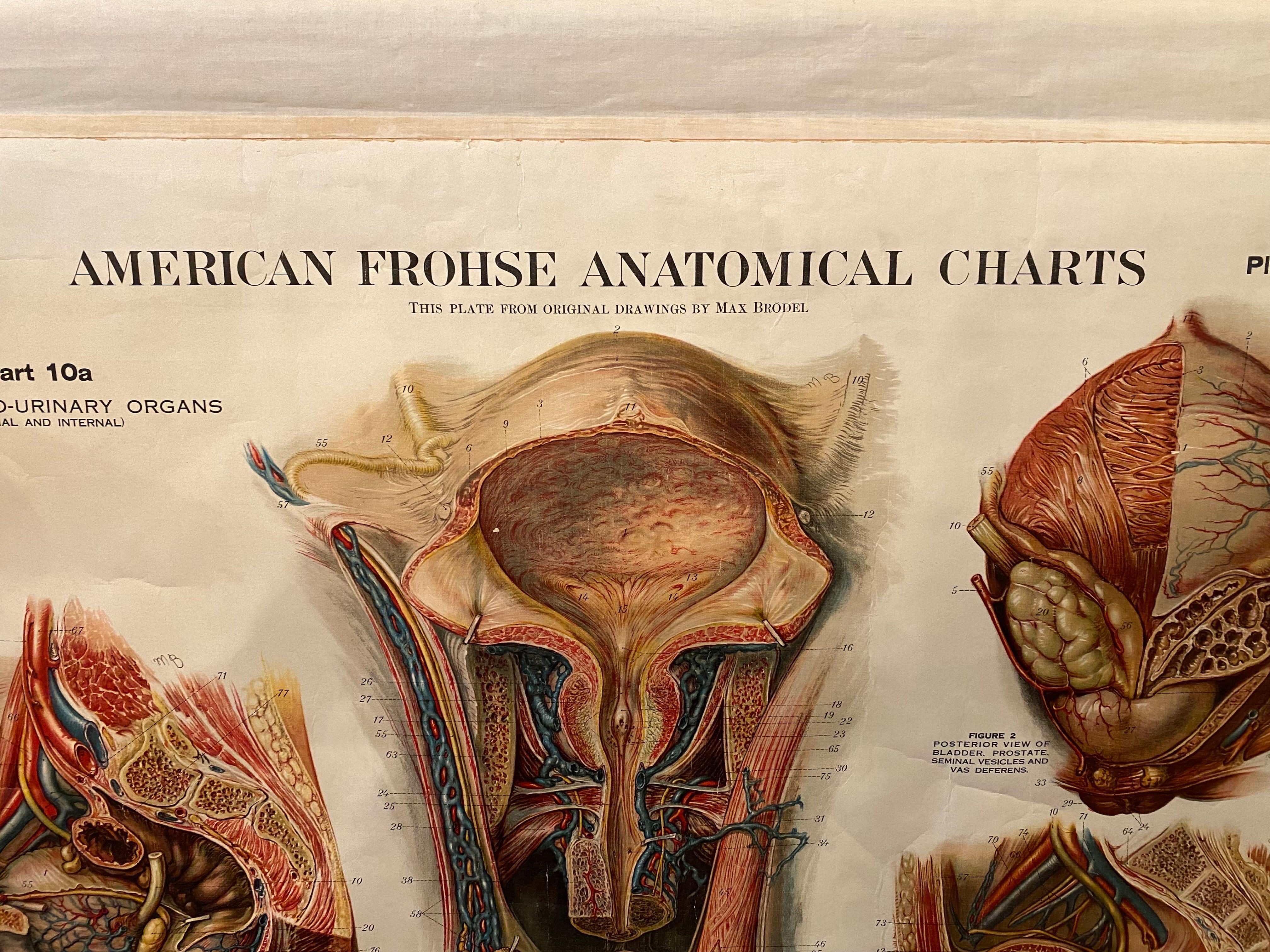 Canvas Genito-Urinary Anatomical Chart Fritz Frohse For Sale