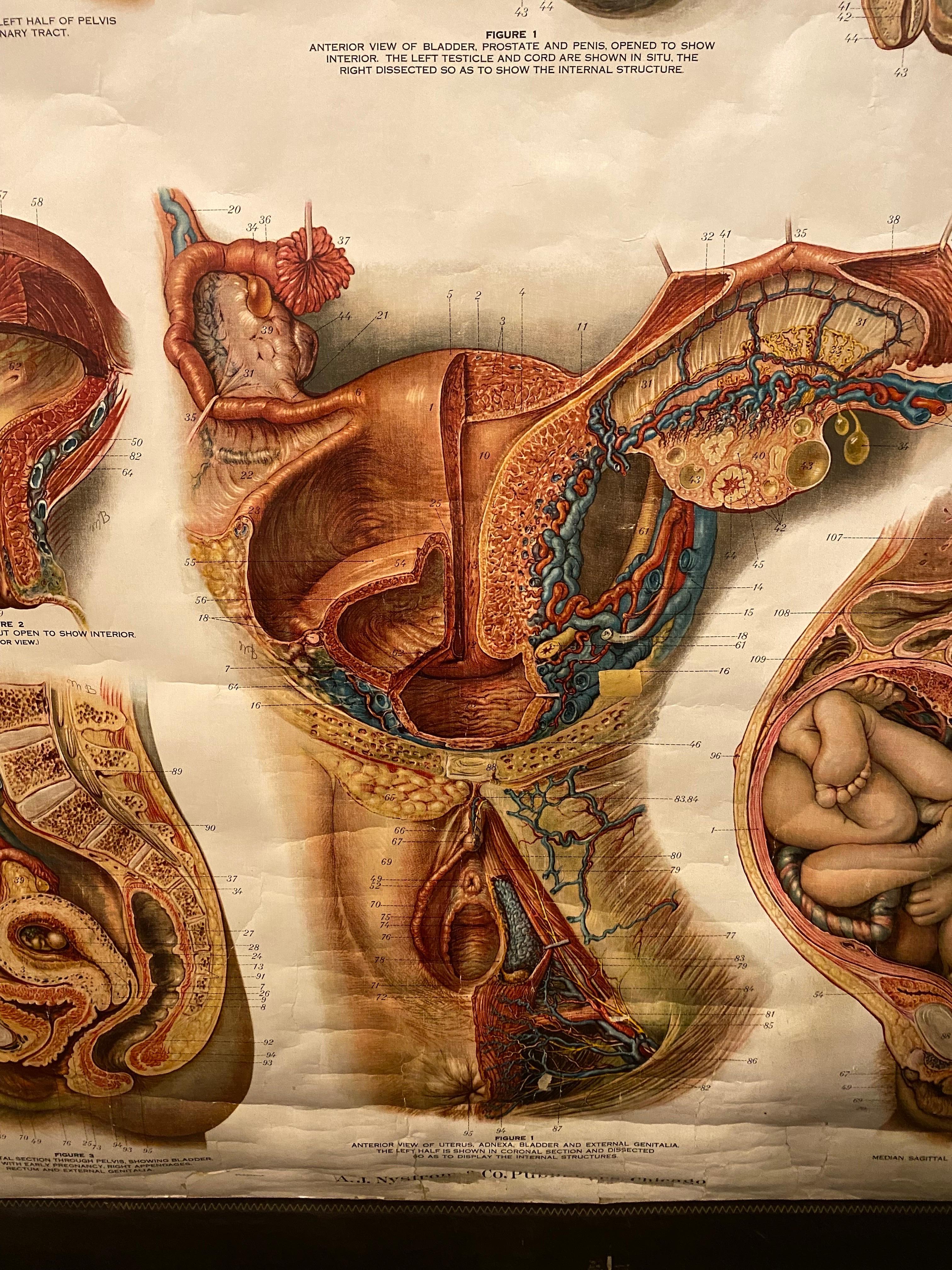 Tableau anatomique Genito-Urinary de Fritz Frohse  en vente 1