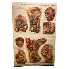 Anatomische Genito-Urinary-Karte Fritz Frohse
