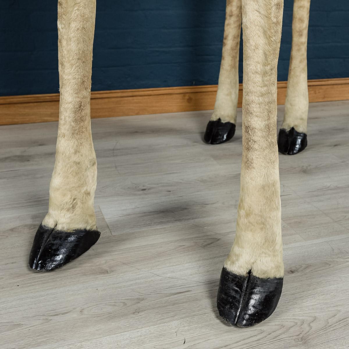Genuine 20th Century African Taxidermy Tall Full Mount Giraffe 9