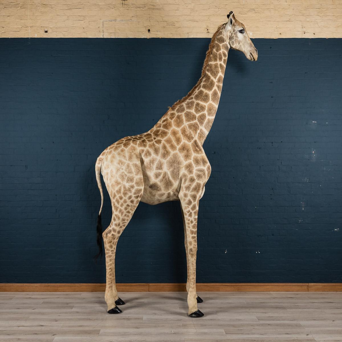 A huge and extremely rare African taxidermy freestanding giraffe. Female, subadult and of massive proportions. Extremely well prepared in the latter quarter of the 20th century.

N.B. This item does not require a CITES LICENSE to be sold. It will,