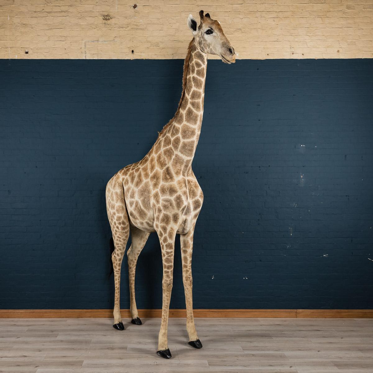 Genuine 20th Century African Taxidermy Tall Full Mount Giraffe In Good Condition In Royal Tunbridge Wells, Kent