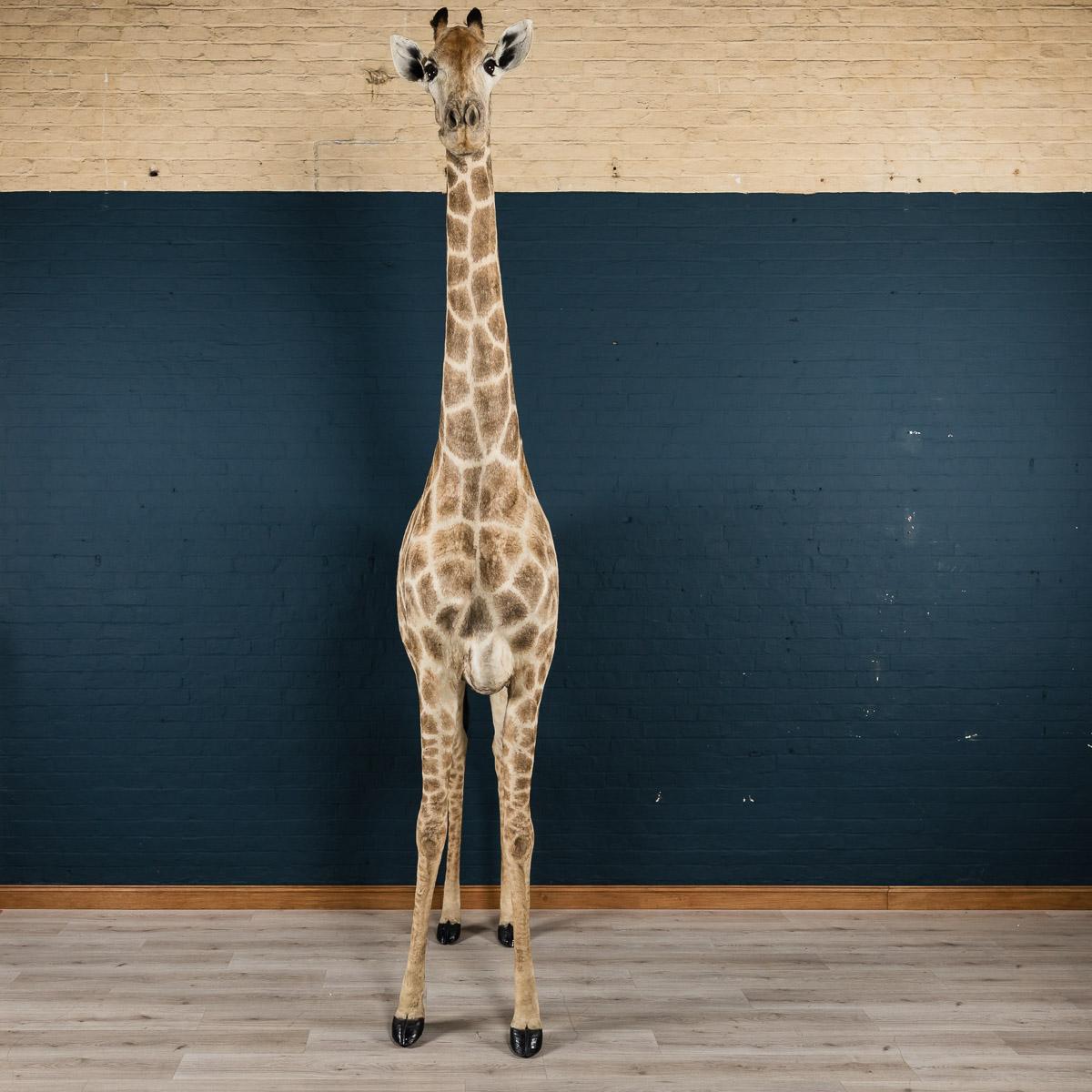 Genuine 20th Century African Taxidermy Tall Full Mount Giraffe 1