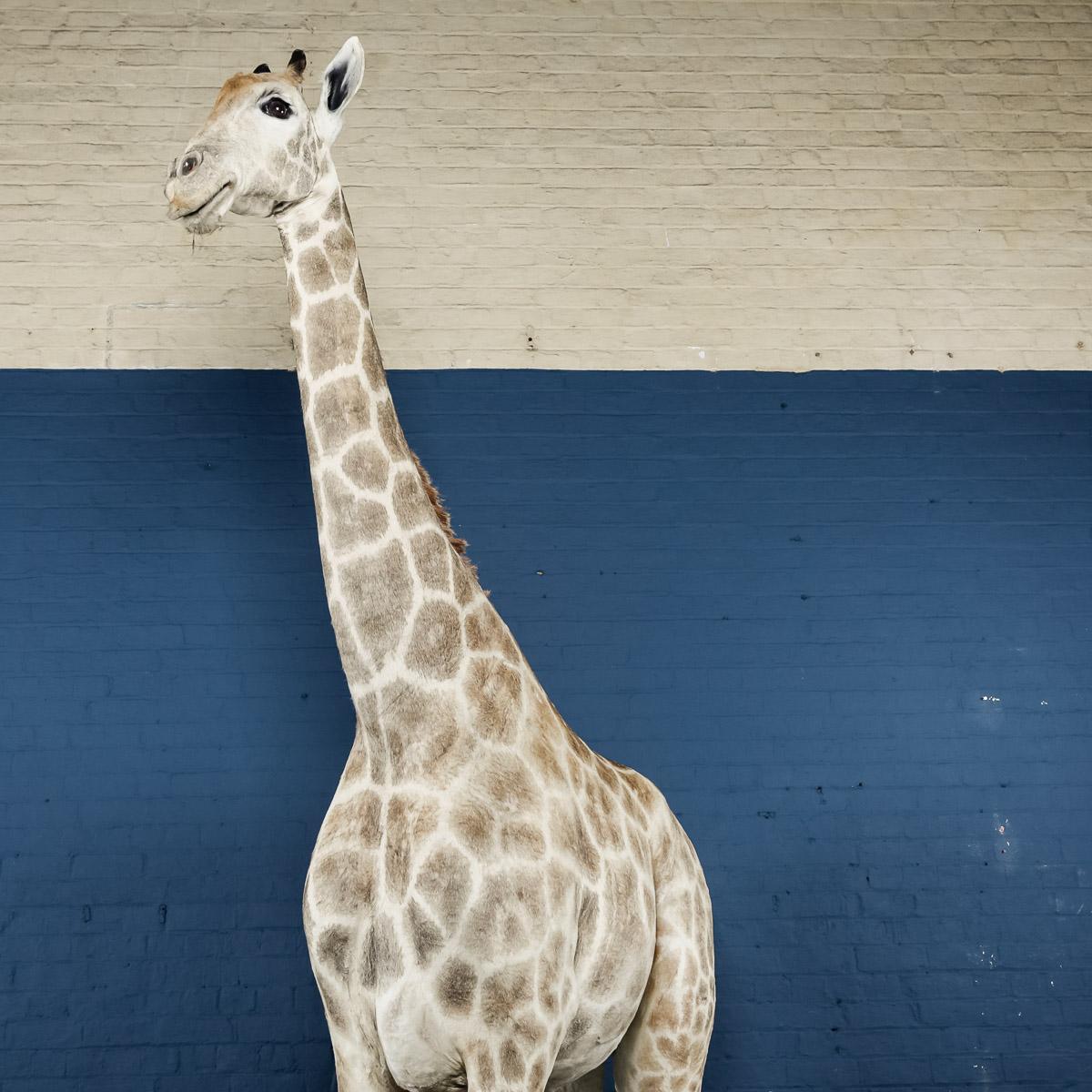 Genuine 20th Century African Taxidermy Tall Full Mount Giraffe 2