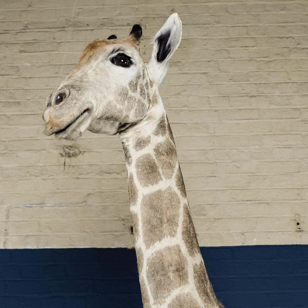 Genuine 20th Century African Taxidermy Tall Full Mount Giraffe 3