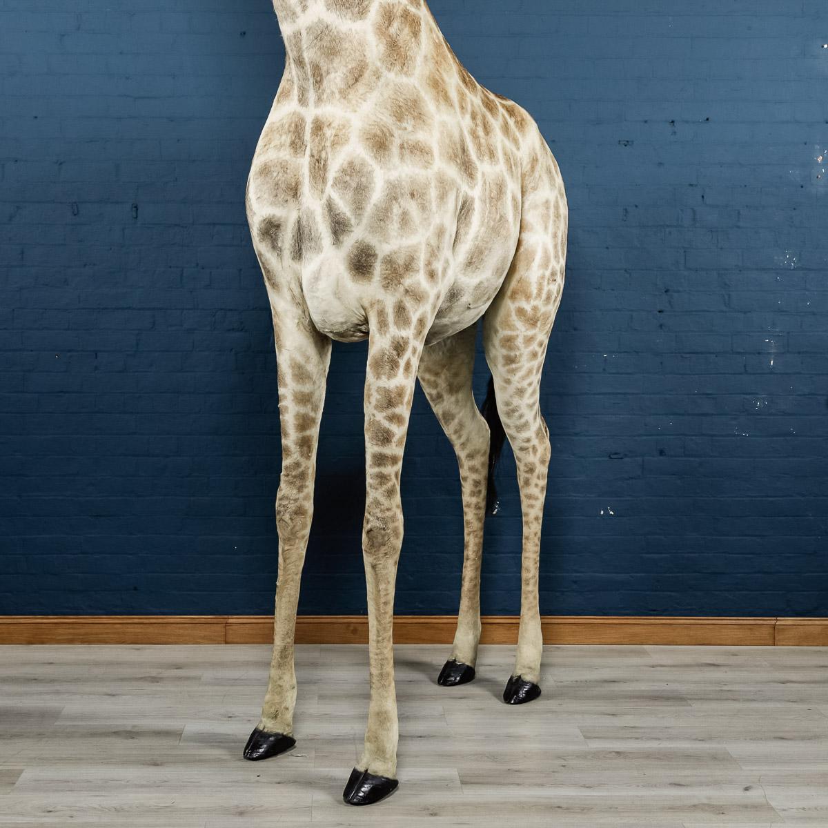 Genuine 20th Century African Taxidermy Tall Full Mount Giraffe 4