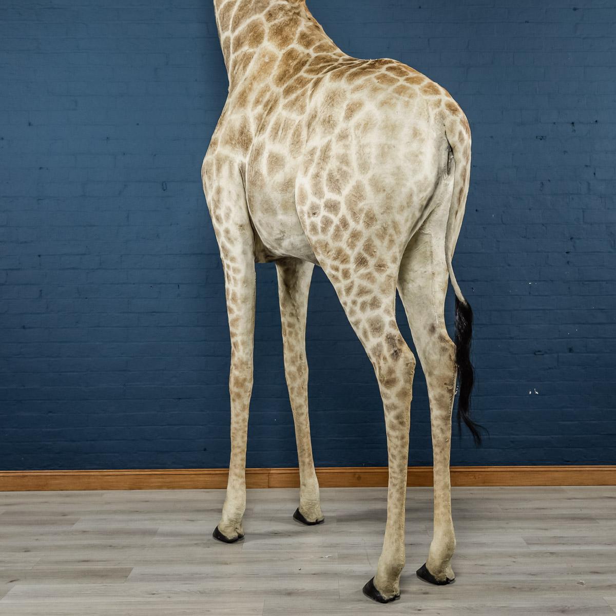 Genuine 20th Century African Taxidermy Tall Full Mount Giraffe 5