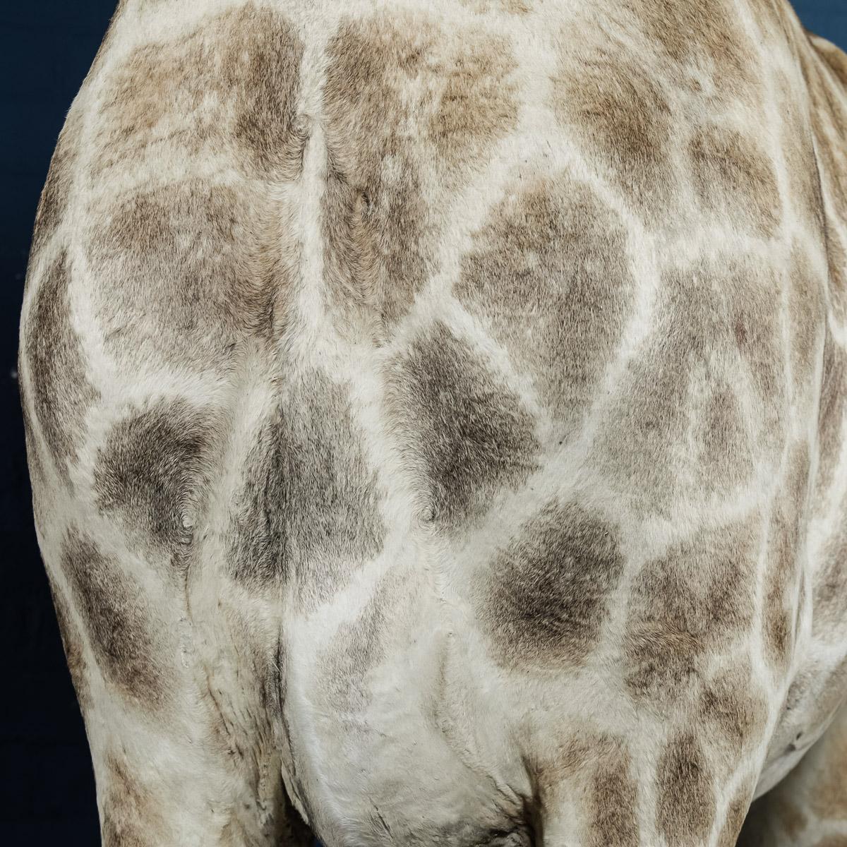 Genuine 20th Century African Taxidermy Tall Full Mount Giraffe 6