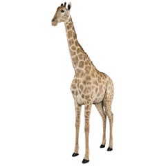 Echte afrikanische Taxidermie des 20. Jahrhunderts Große Vollmontierte Giraffe