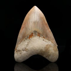Genuine 5.5″ Megalodon Tooth Fossil from Indonesia