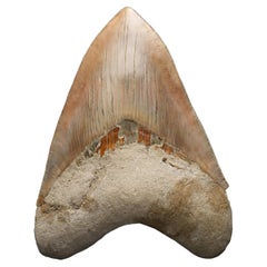 Genuine 5.5″ Megalodon Tooth Fossil from Indonesia