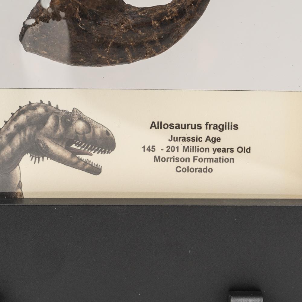 American Genuine Allosaurus Fragilis Claw