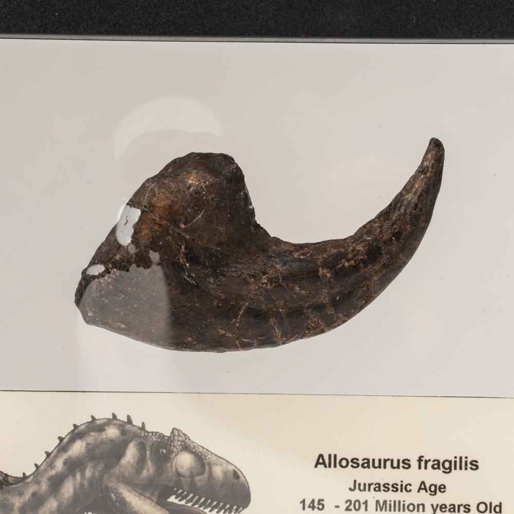 Genuine Allosaurus Fragilis Claw In Good Condition In New York, NY