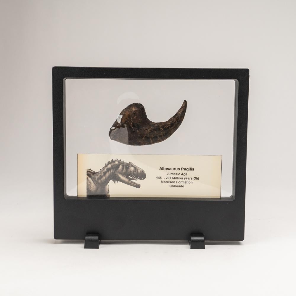 18th Century and Earlier Genuine Allosaurus Fragilis Claw