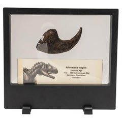 Antique Genuine Allosaurus Fragilis Claw