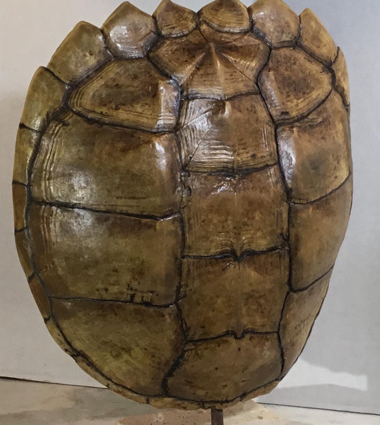 Genuine American Frash Water Snapping Turtle Shell at 1stDibs