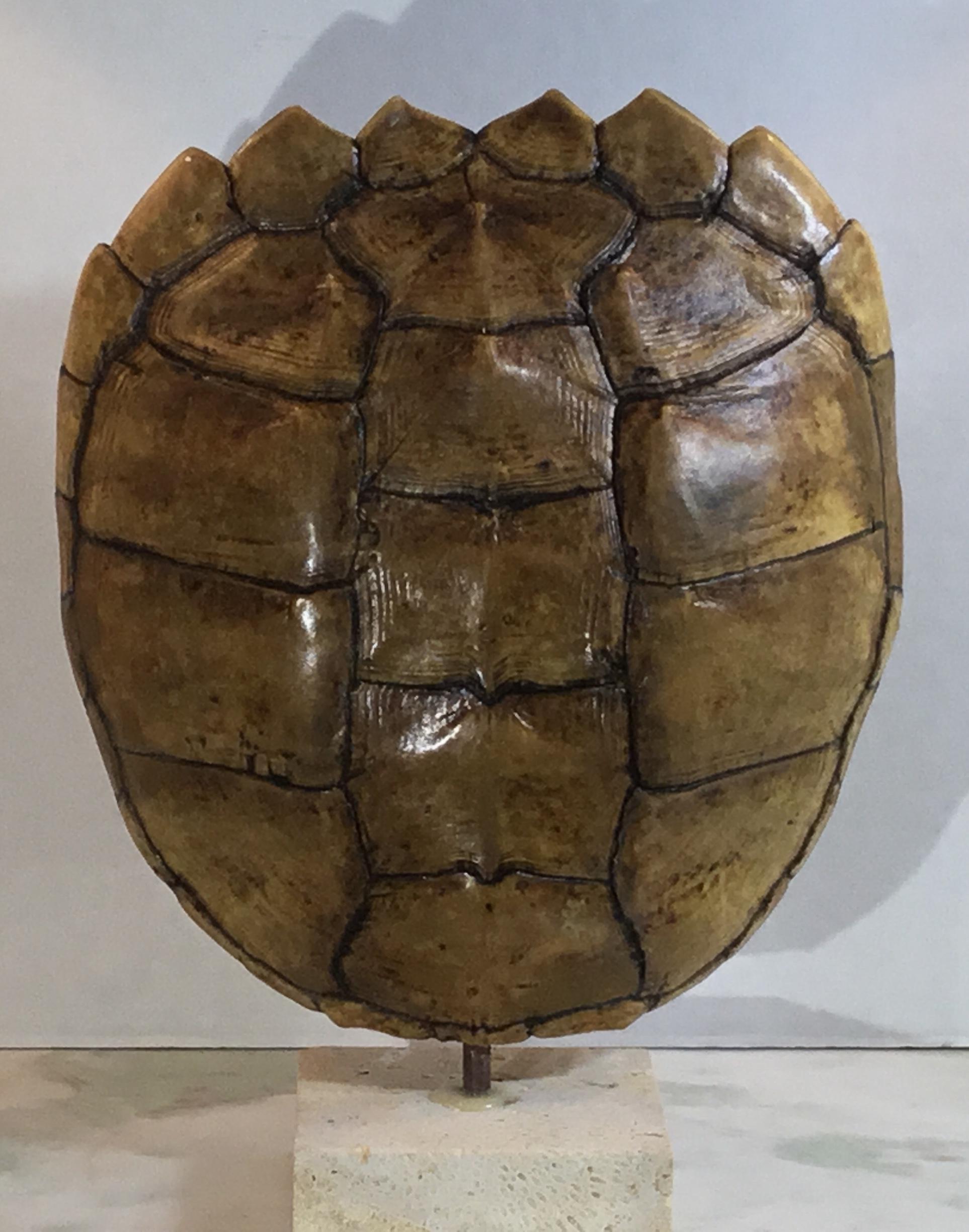 Genuine American Frash Water Snapping Turtle Shell 7