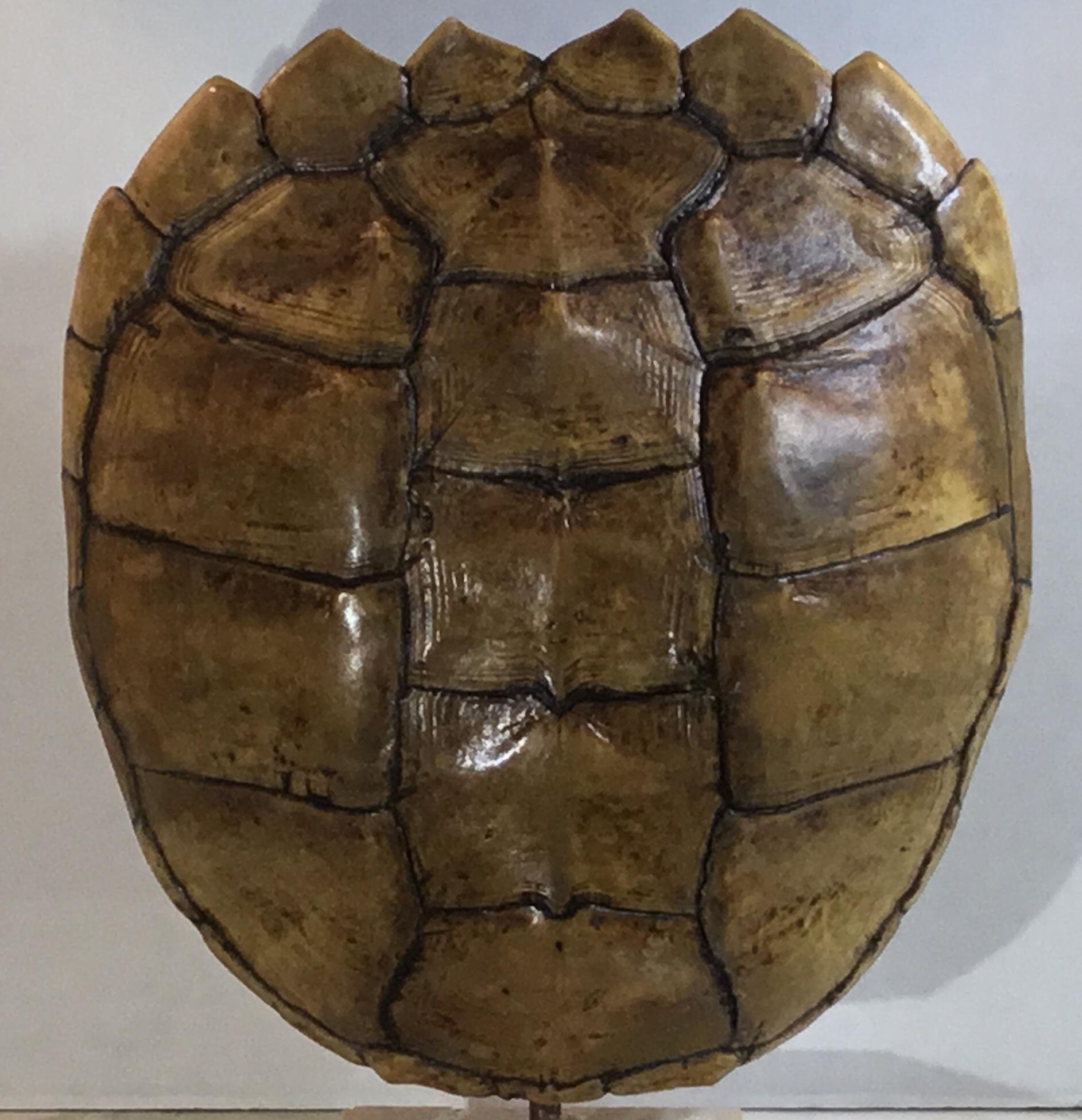 Genuine American Frash Water Snapping Turtle Shell 9