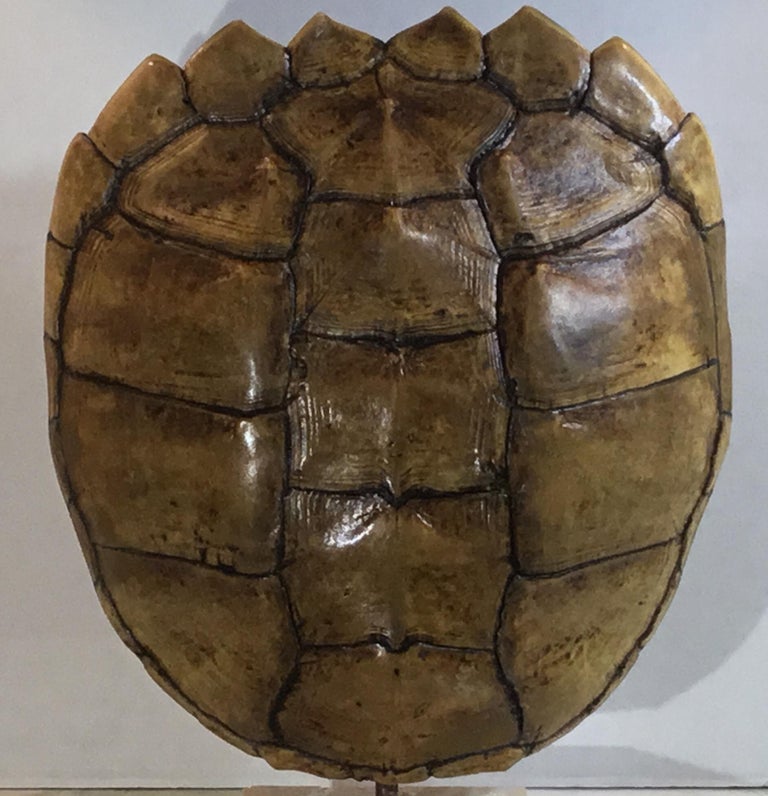 Genuine American Frash Water Snapping Turtle Shell at 1stDibs