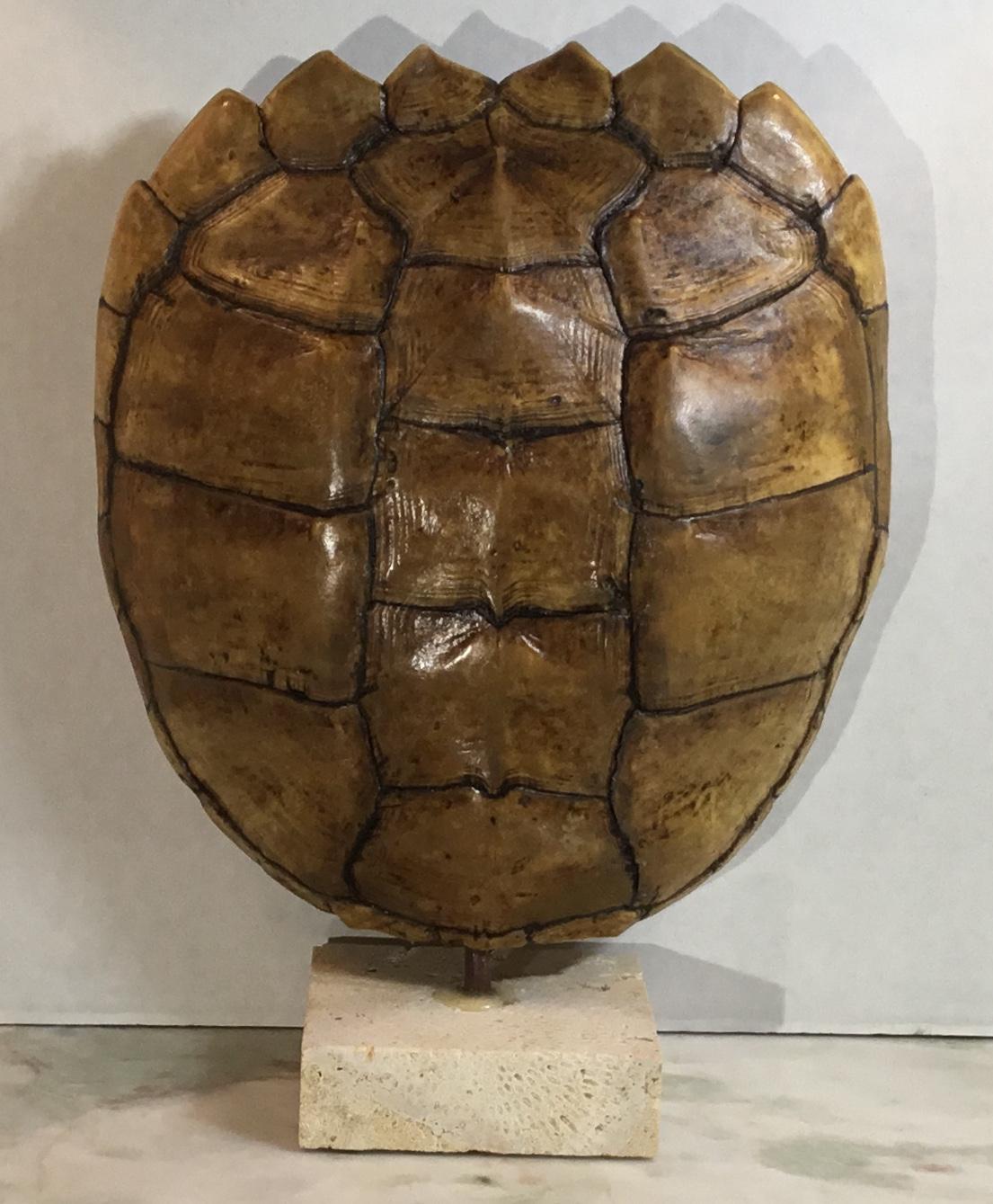 Decorative fresh water turtle shell professionally mounted on coral
base, the shell is cleaned and seal with clear protective satin finish.
And the back is upholstered with silk fabric. Beautiful natural piece of art for display.