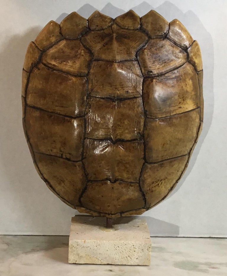 Genuine American Frash Water Snapping Turtle Shell at 1stDibs