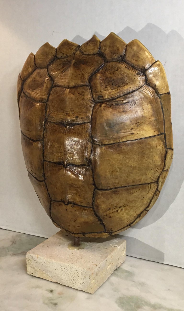 Genuine American Frash Water Snapping Turtle Shell at 1stDibs