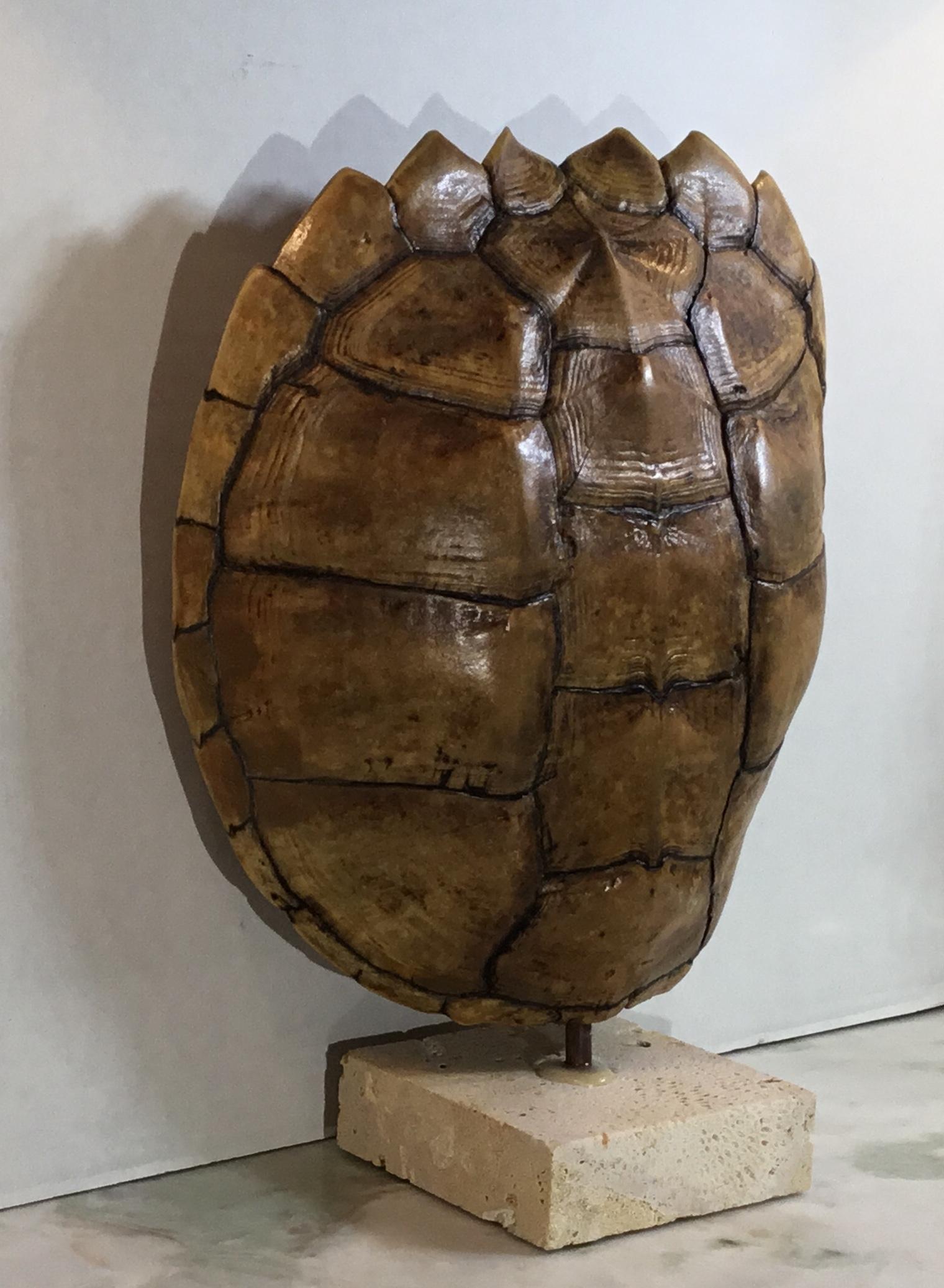 Genuine American Frash Water Snapping Turtle Shell In Good Condition In Delray Beach, FL