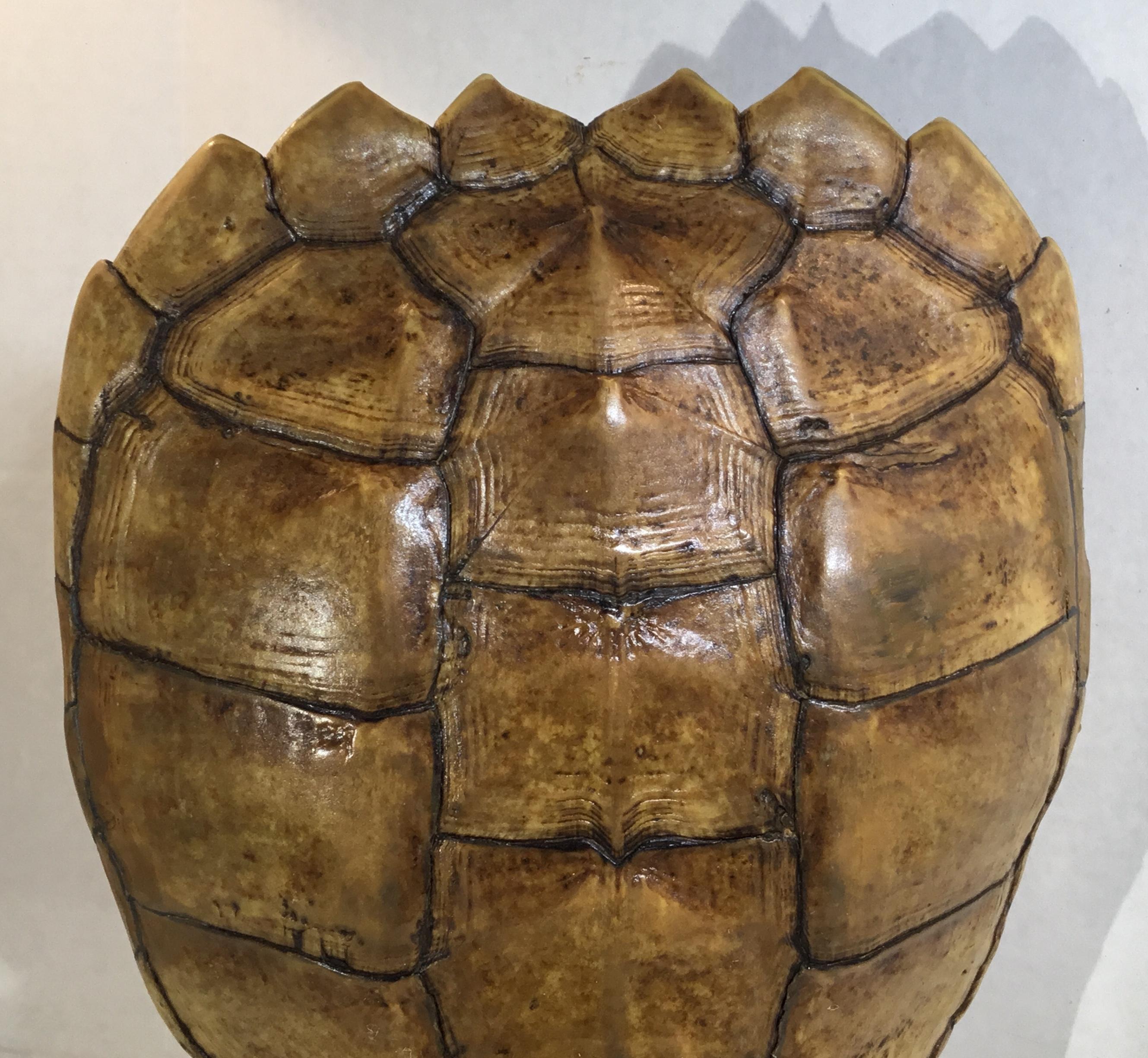 20th Century Genuine American Frash Water Snapping Turtle Shell