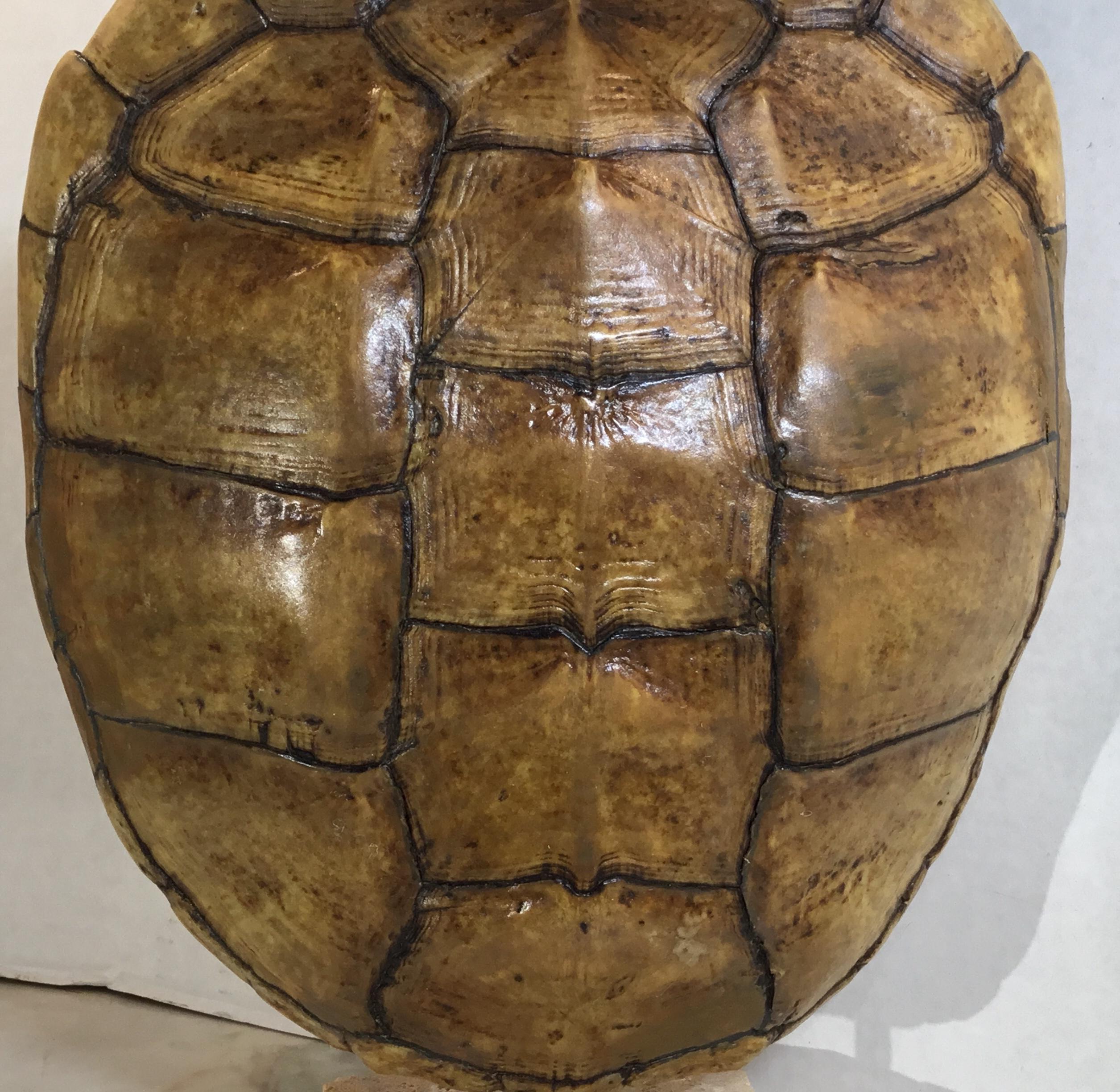 Coral Genuine American Frash Water Snapping Turtle Shell