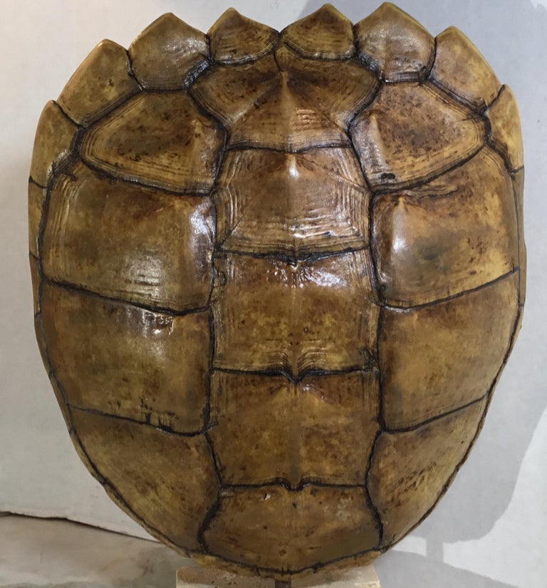 Genuine American Frash Water Snapping Turtle Shell at 1stDibs