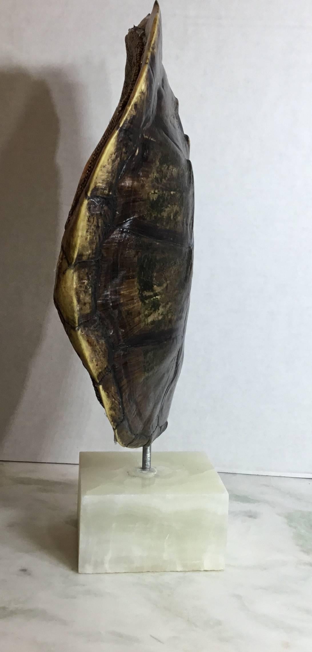 Genuine American Fresh Water Snapping Turtle Shell 3