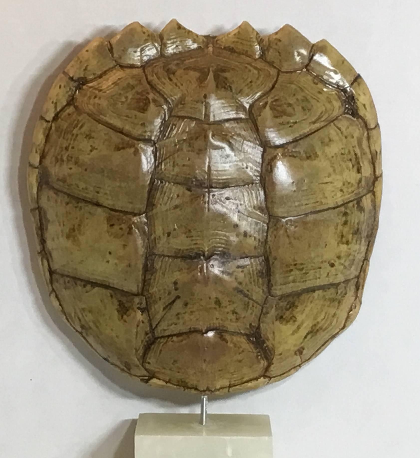 Genuine American Fresh Water Snapping Turtle Shell 5